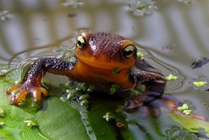 newt in a fountain